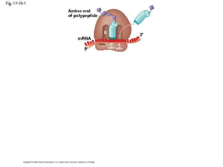 Fig. 17 -18 -1 Amino end of polypeptide E 3 m. RNA 5 P