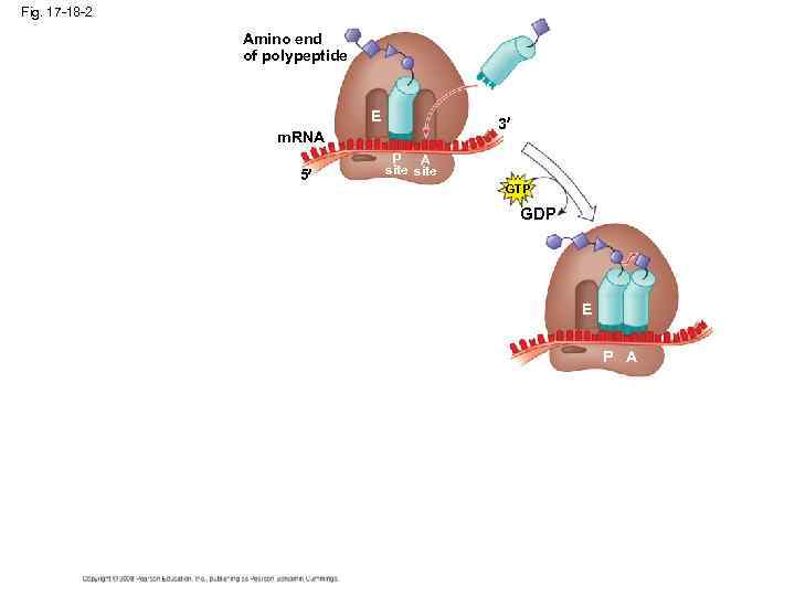 Fig. 17 -18 -2 Amino end of polypeptide E 3 m. RNA 5 P