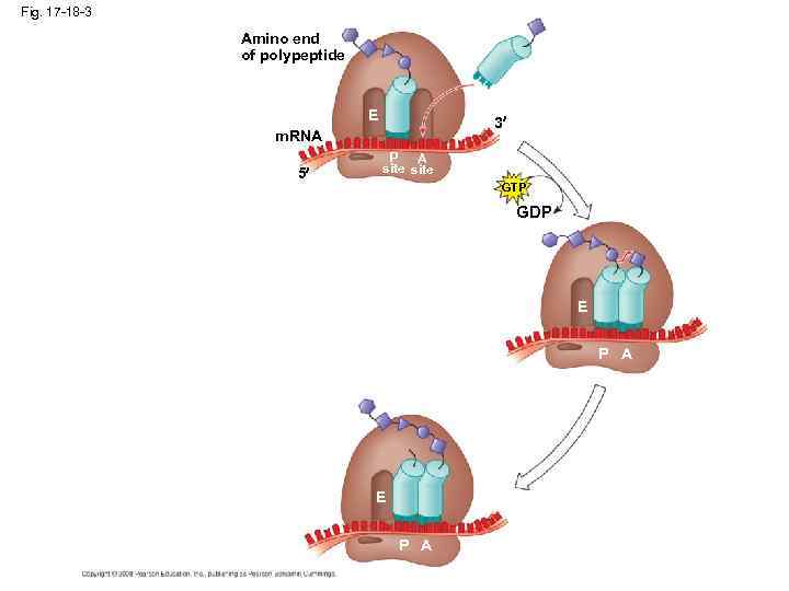 Fig. 17 -18 -3 Amino end of polypeptide E 3 m. RNA 5 P