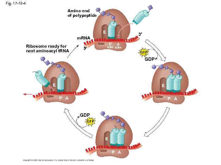 Fig. 17 -18 -4 Amino end of polypeptide E 3 m. RNA Ribosome ready