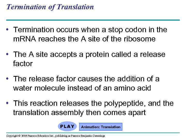 Termination of Translation • Termination occurs when a stop codon in the m. RNA