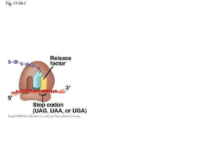 Fig. 17 -19 -1 Release factor 3 5 Stop codon (UAG, UAA, or UGA)