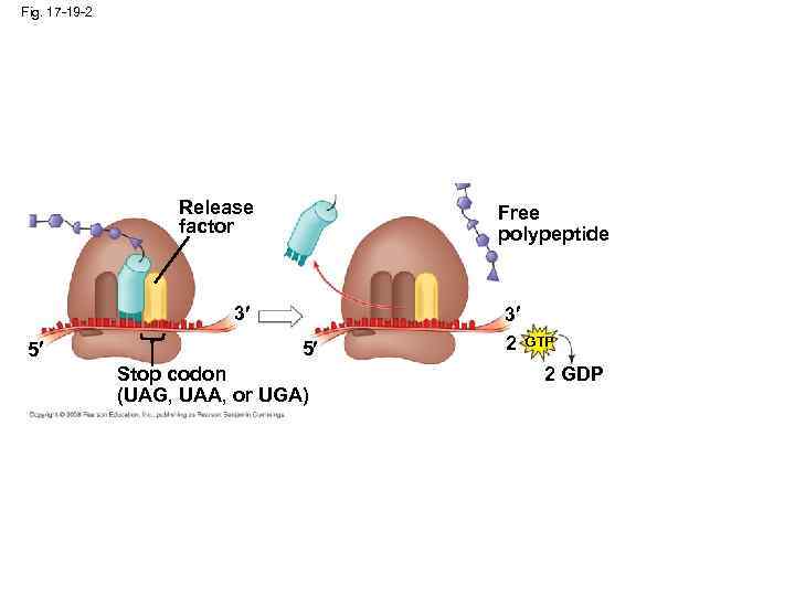 Fig. 17 -19 -2 Release factor Free polypeptide 3 5 5 Stop codon (UAG,