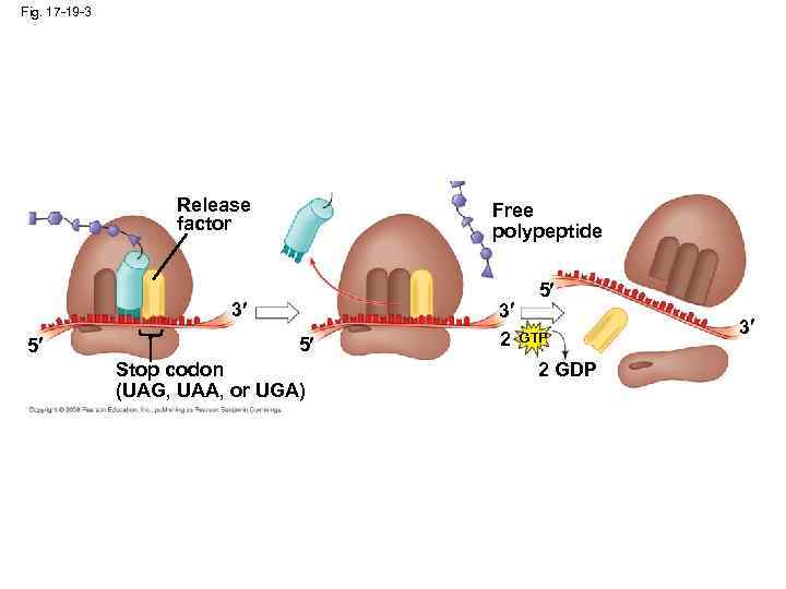 Fig. 17 -19 -3 Release factor Free polypeptide 5 3 5 5 Stop codon