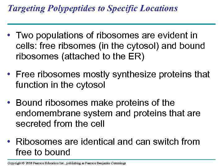 Targeting Polypeptides to Specific Locations • Two populations of ribosomes are evident in cells: