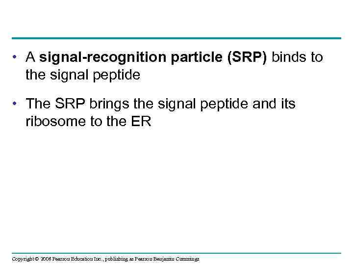  • A signal-recognition particle (SRP) binds to the signal peptide • The SRP