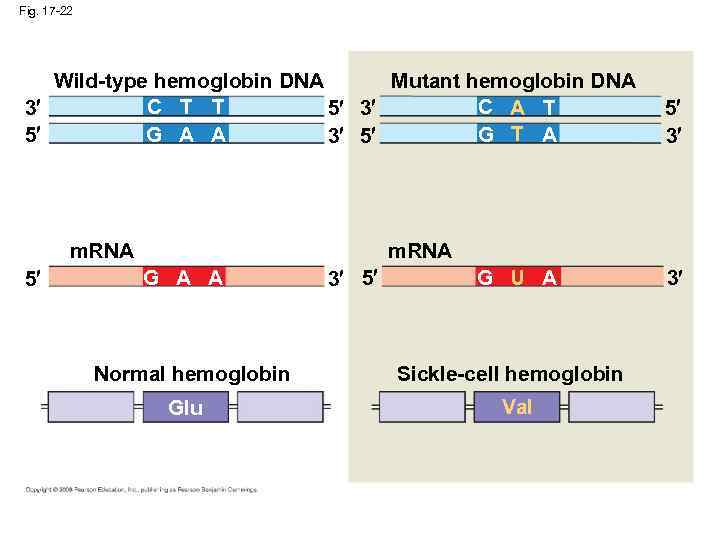 Fig. 17 -22 Wild-type hemoglobin DNA Mutant hemoglobin DNA C T T C A