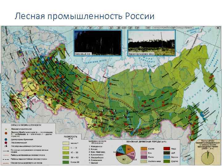 Лесная промышленность России 