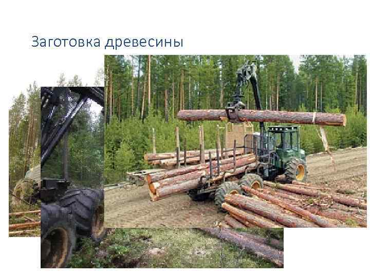 Заготовка древесины 