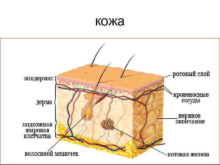 кожа 