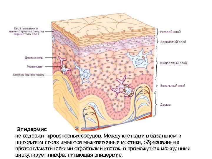  Эпидермис не содержит кровеносных сосудов. Между клетками в базальном и шиповатом слоях имеются