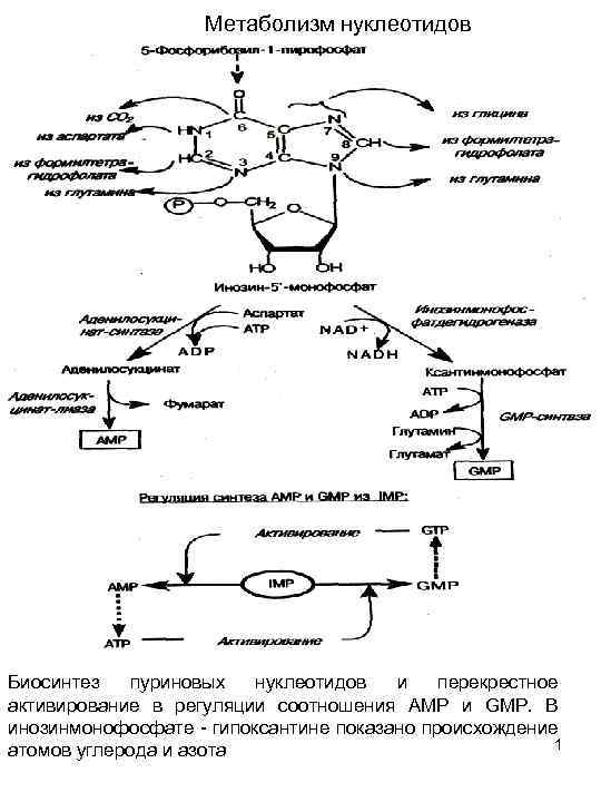 Метаболизм нуклеотидов Биосинтез пуриновых нуклеотидов и перекрестное активирование в регуляции соотношения АМР и GМР.