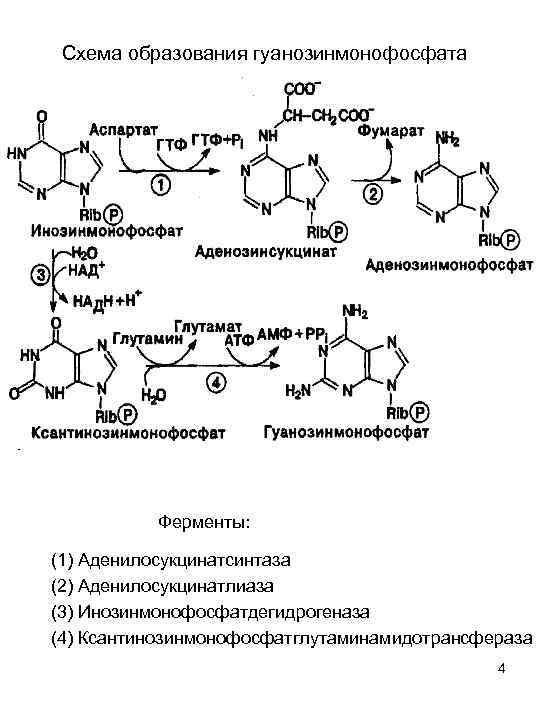 Общая схема синтеза и распада пуриновых нуклеотидов