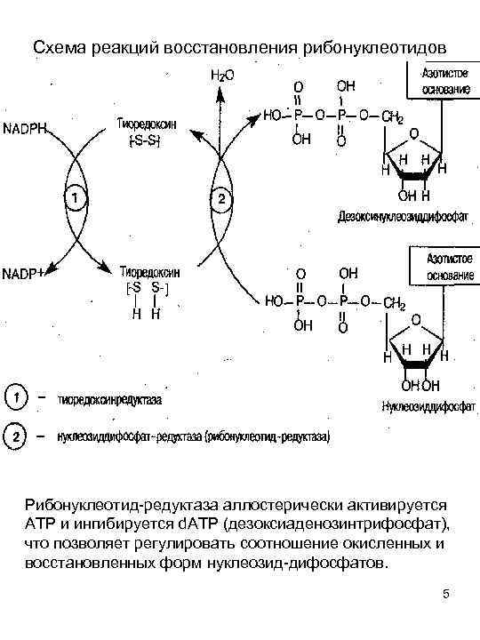 Схема реакций восстановления рибонуклеотидов Рибонуклеотид редуктаза аллостерически активируется АТР и ингибируется d. АТР (дезоксиаденозинтрифосфат),