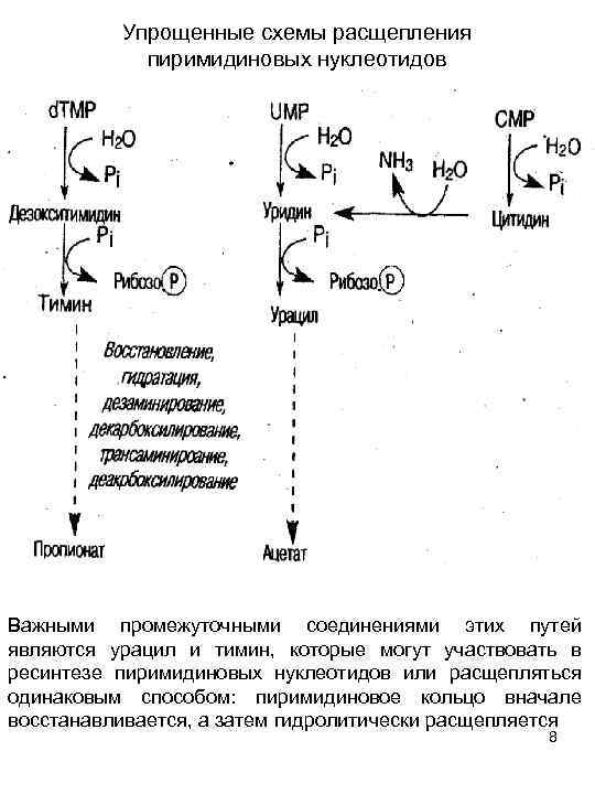 Распад пиримидиновых. Схема синтеза пуриновых и пиримидиновых нуклеотидов. Схема синтеза и распада пиримидиновых нуклеотидов. Схема синтеза пиримидиновых нуклеотидов. Реакции биосинтеза пиримидиновых нуклеотидов.