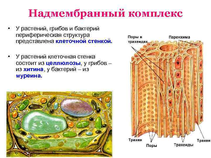 Надмембранный комплекс растительной клетки. Клеточная стенка и гликокаликс. Целлюлозная клеточная стенка у грибов. Имеется клеточная стенка из хитина