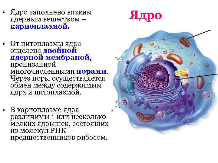 Определите какой цифрой на рисунке обозначена кариоплазма