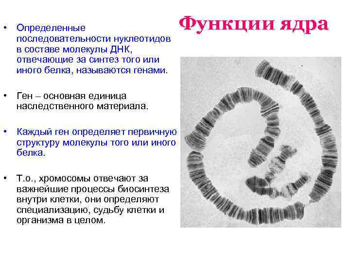  • Определенные последовательности нуклеотидов в составе молекулы ДНК, отвечающие за синтез того или