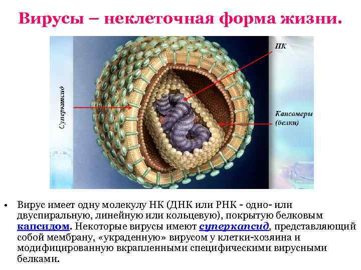 Неклеточное строение вирусов. Вирусы неклеточные формы жизни строение. Вирусы как неклеточная форма. Строение вирусной клетки. Вирусы как неклеточная форма жизни.