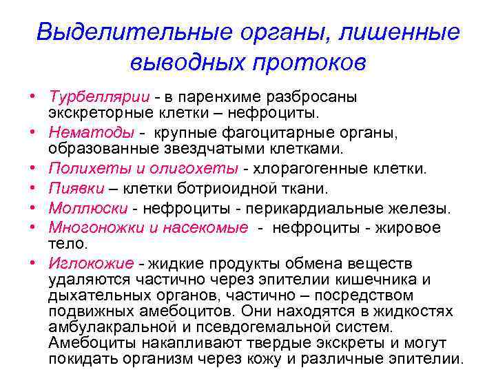 Выделительные органы, лишенные выводных протоков • Турбеллярии - в паренхиме разбросаны экскреторные клетки –