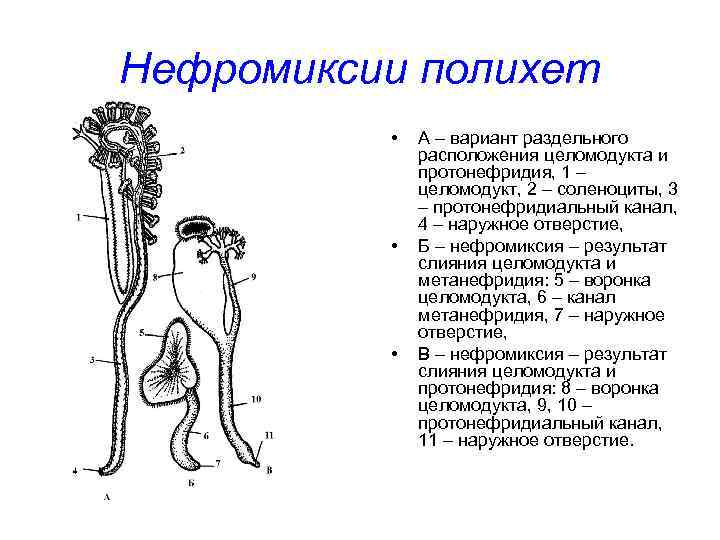 Нефромиксии полихет • • • А – вариант раздельного расположения целомодукта и протонефридия, 1