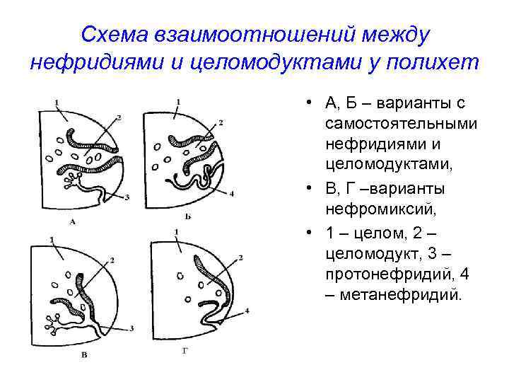 Схема взаимоотношений между нефридиями и целомодуктами у полихет • А, Б – варианты с