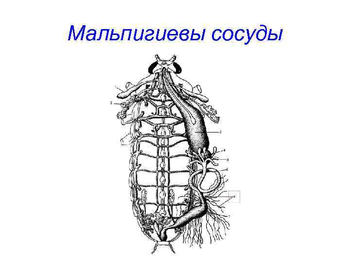 Мальпигиевы сосуды 