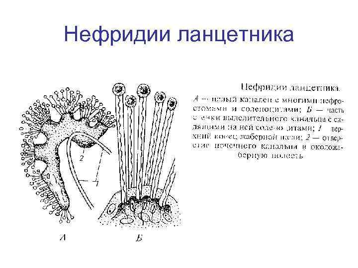 Нефридии ланцетника рисунок