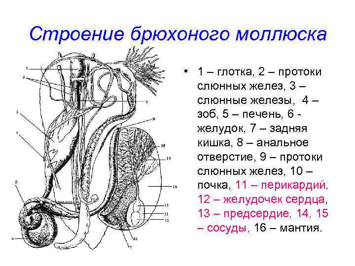 Строение брюхоного моллюска • 1 – глотка, 2 – протоки слюнных желез, 3 –