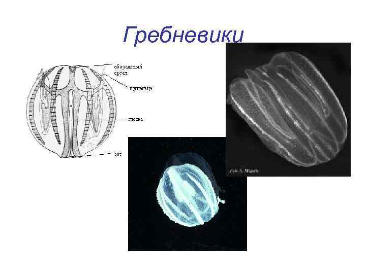 Гребневики 