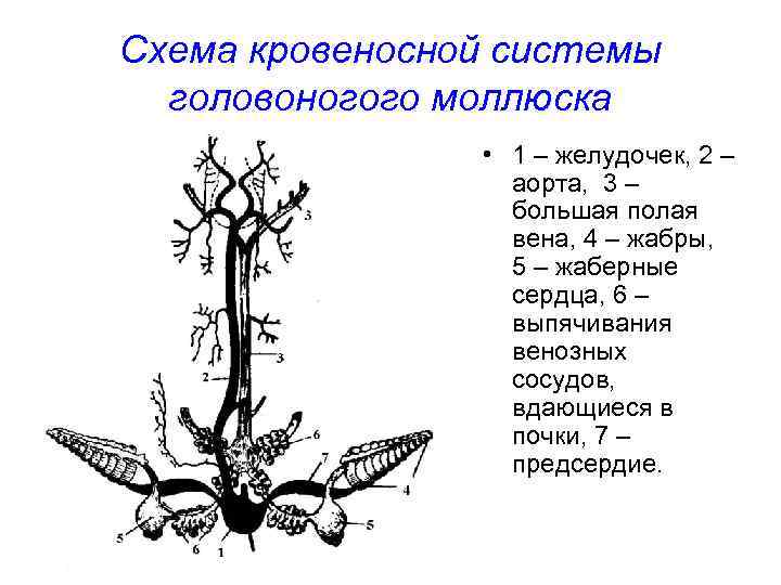 Схема кровеносной системы головоногого моллюска • 1 – желудочек, 2 – аорта, 3 –