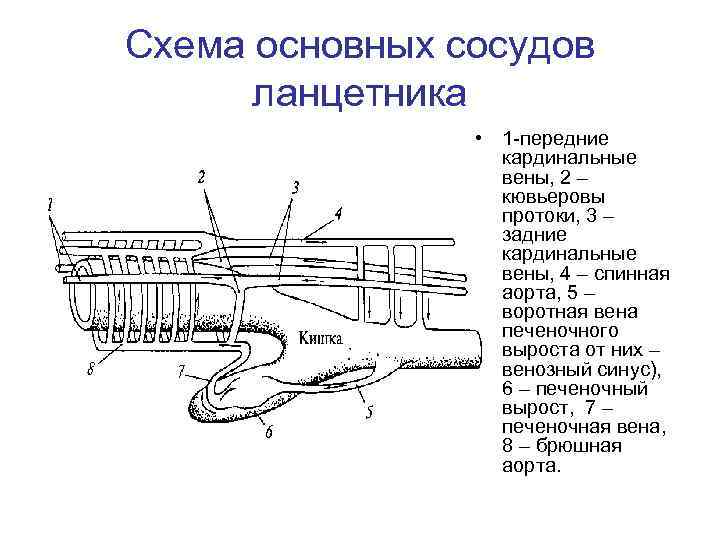 Схема основных сосудов ланцетника • 1 -передние кардинальные вены, 2 – кювьеровы протоки, 3