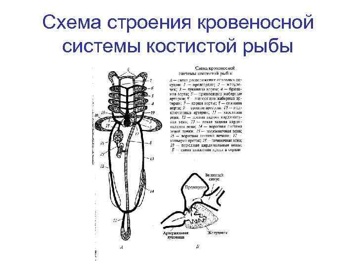 Схема строения кровеносной системы костистой рыбы 