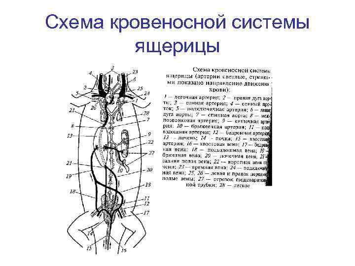 Схема кровеносной системы ящерицы