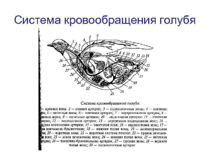 Система кровообращения голубя 