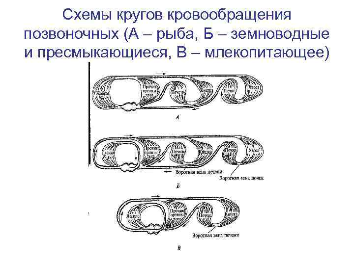 Схемы кругов кровообращения позвоночных (А – рыба, Б – земноводные и пресмыкающиеся, В –