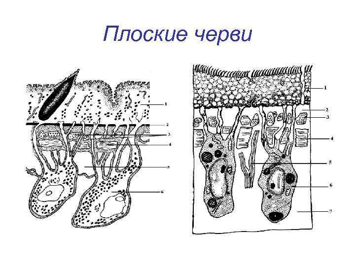 Плоские черви 