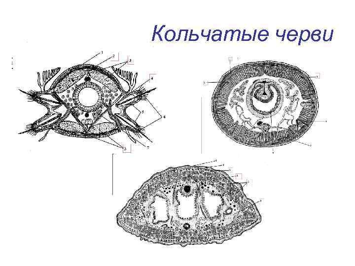 Кольчатые черви 