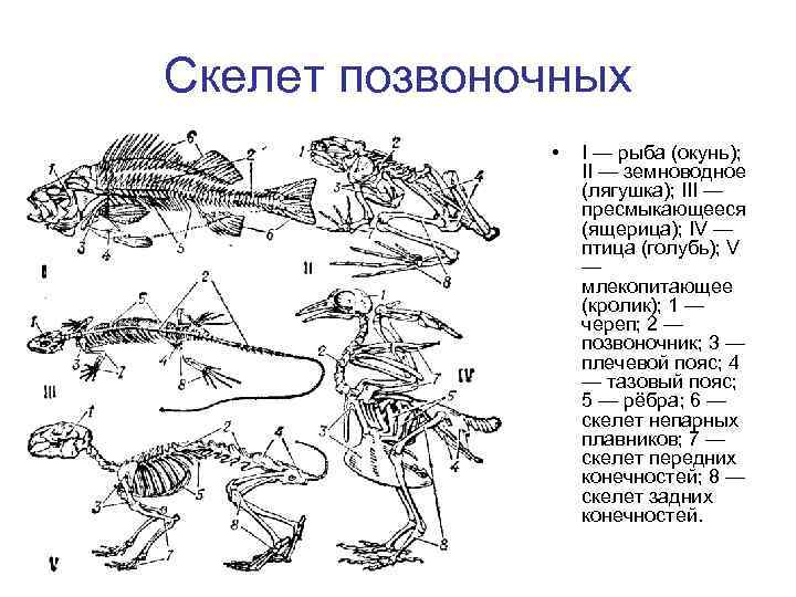 Признаки земноводных ребра