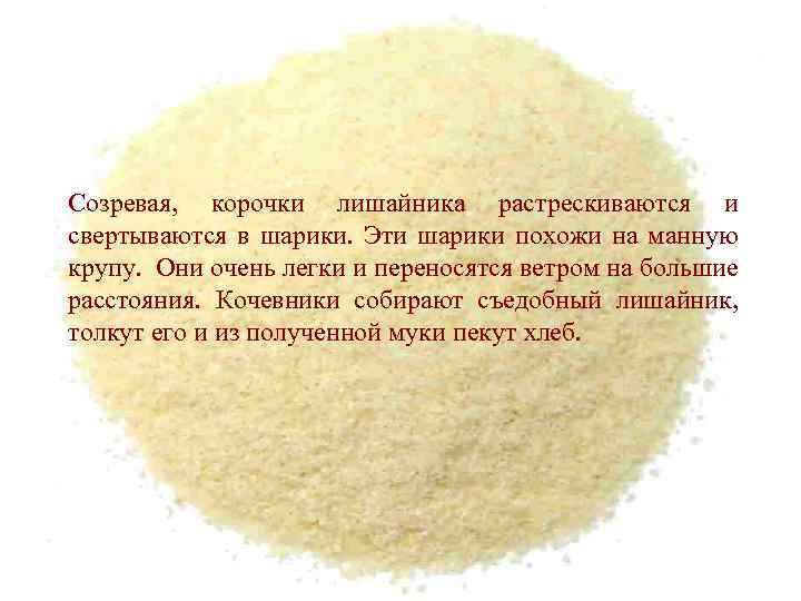 Созревая, корочки лишайника растрескиваются и свертываются в шарики. Эти шарики похожи на манную крупу.