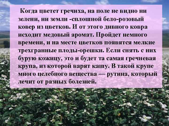 Когда цветет гречиха, на поле не видно ни зелени, ни земли -сплошной бело-розовый ковер