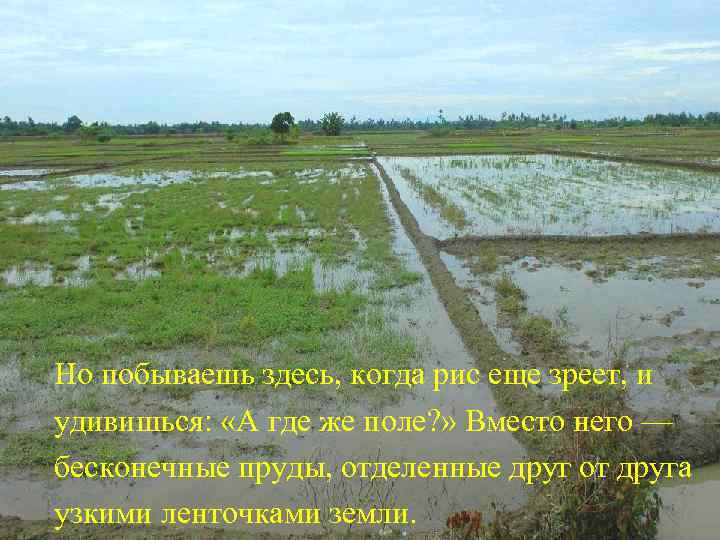 Но побываешь здесь, когда рис еще зреет, и удивишься: «А где же поле? »