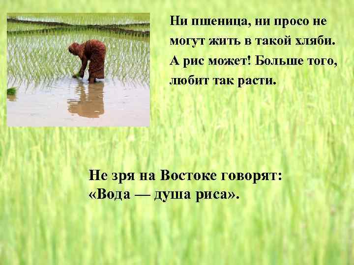 Ни пшеница, ни просо не могут жить в такой хляби. А рис может! Больше