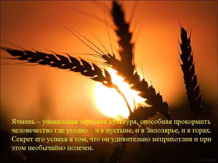 Ячмень – уникальная зерновая культура, способная прокормить человечество где угодно – и в пустыне,