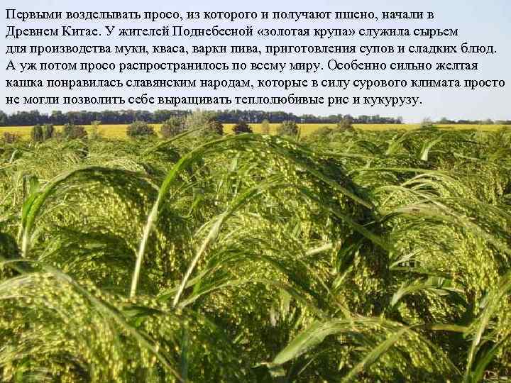 Первыми возделывать просо, из которого и получают пшено, начали в Древнем Китае. У жителей