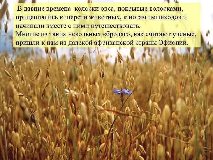 В давние времена колоски овса, покрытые волосками, прицеплялись к шерсти животных, к ногам пешеходов