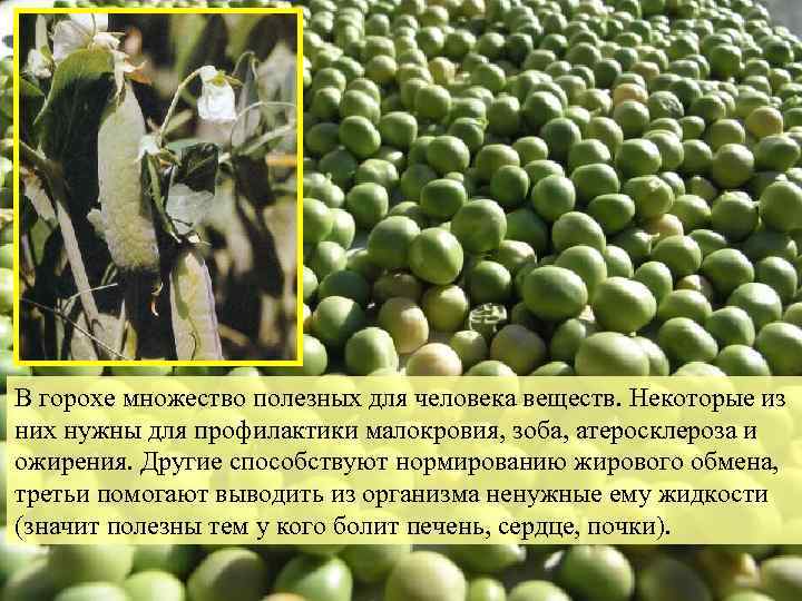 В горохе множество полезных для человека веществ. Некоторые из них нужны для профилактики малокровия,