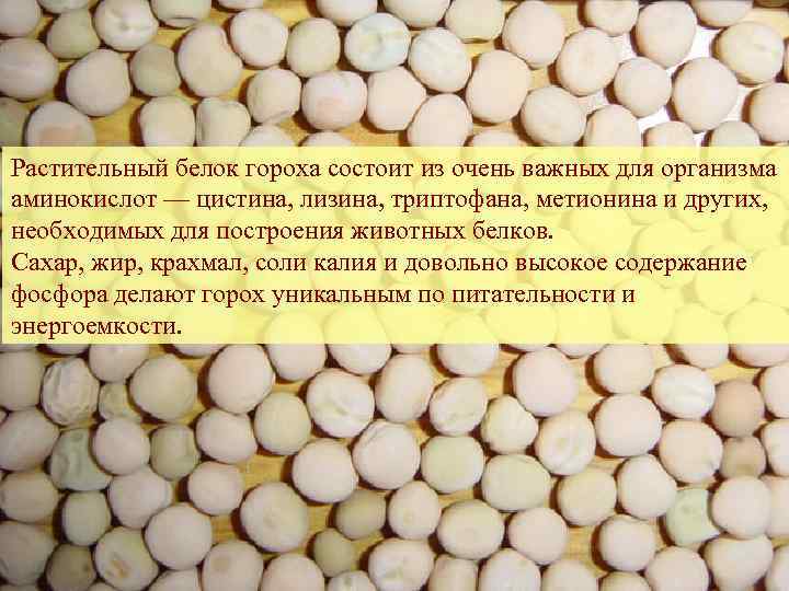 Растительный белок гороха состоит из очень важных для организма аминокислот — цистина, лизина, триптофана,