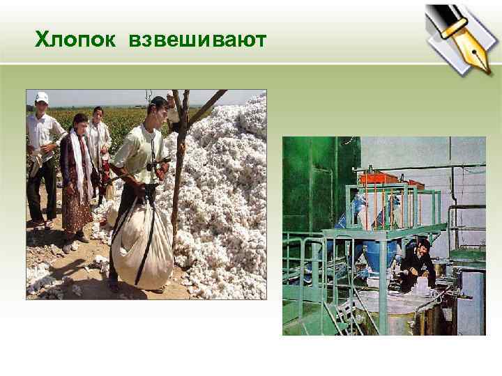 Хлопок взвешивают 