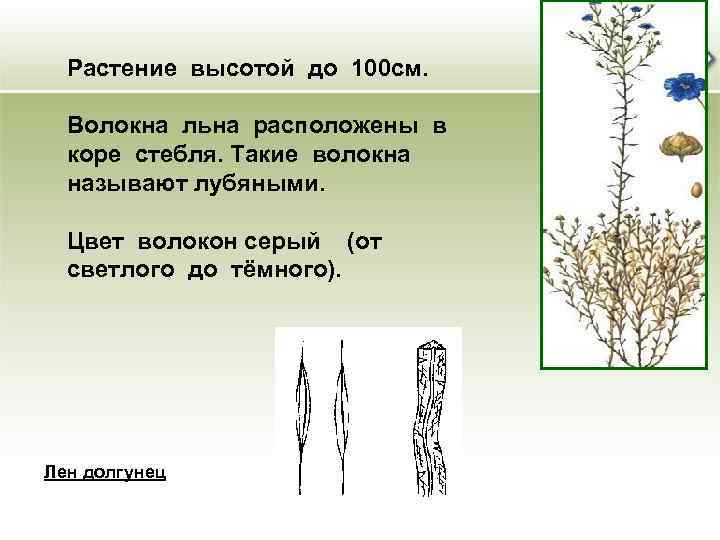 Строение льна. Лён долгунец стебель волокна. Лубяные волокна стебля льна-долгунца. Лен высота растения. Растение лен гдеинаходится волокно.